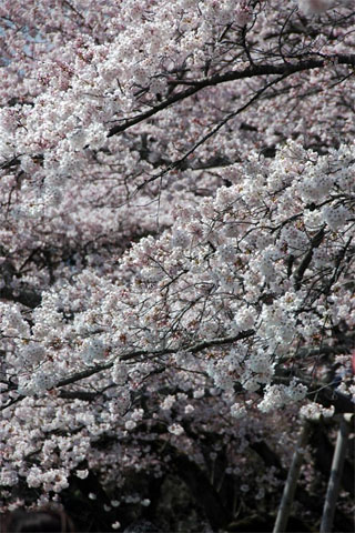 【写真】桜2(2008 足立研究室 花見)