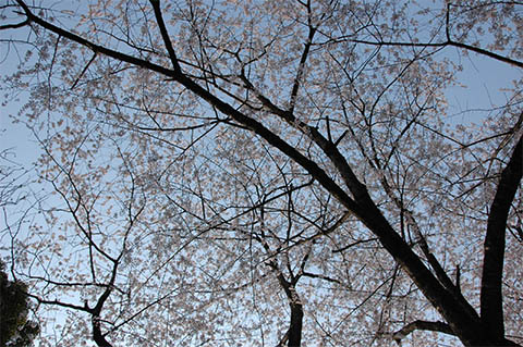 桜1（花見2009）