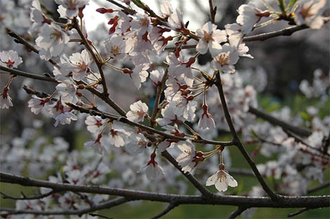 桜（花見2009）