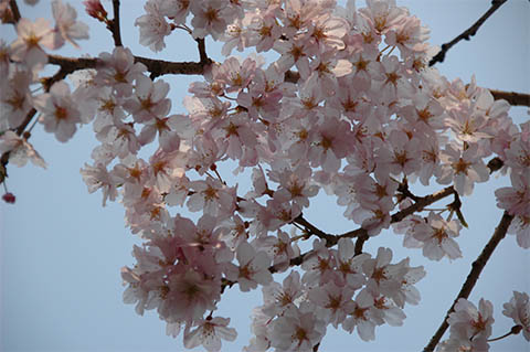 桜２（花見2009）
