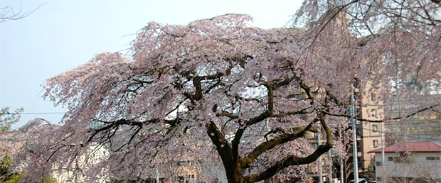�y�ʐ^�z���Ԍ�(2009/04/11)